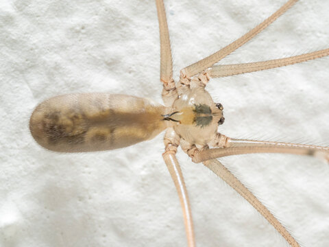 Gro&szlig;e Zitterspinne (Pholcus phalangioides)