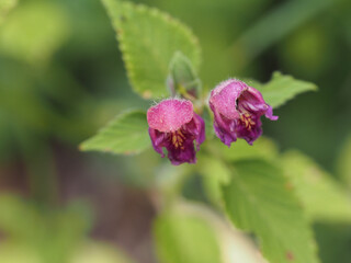 Flowers of a common nettle (Lamium album)