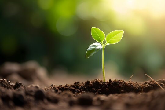 Close up Young plant growing in fresh soil over bokeh background