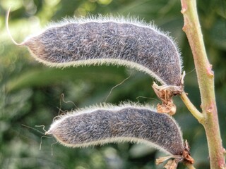 Seed pods of a carob tree (Carobus carobensis)