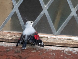Mauerläufer (Tichodroma muraria)