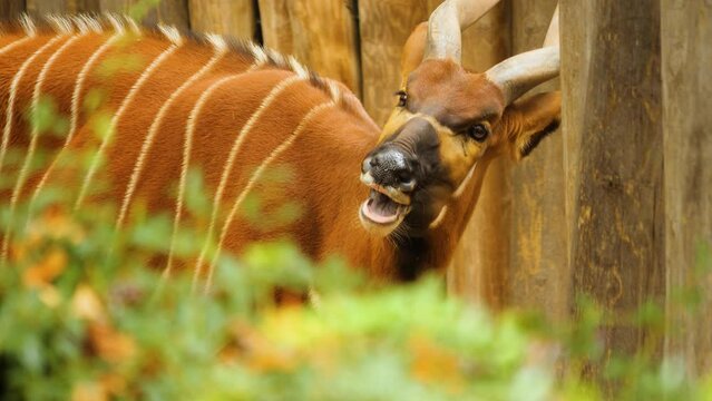 Close up of a  bongo bongo antelope looking around on a sunny day in fall