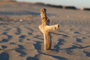 Driftwood stuck in the beach at sunset