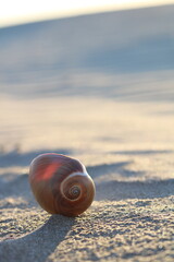 Spiral shell on the beach