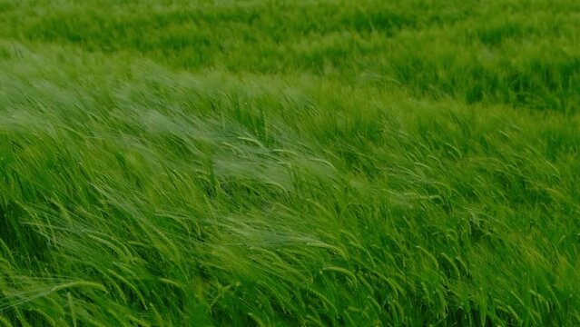 Green grass blown by the wind, ears of wheat in a field, agriculture video background