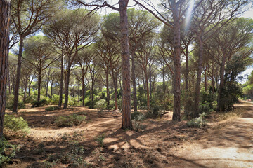typical maritime pine forest in Tuscany - nature reserve