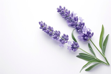 Minimal lavender leaf isolated on white background