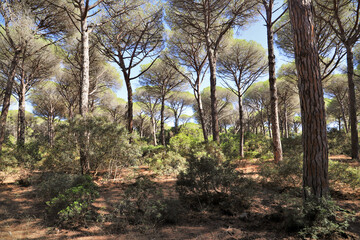 Fototapeta premium typical maritime pine forest in Tuscany - nature reserve