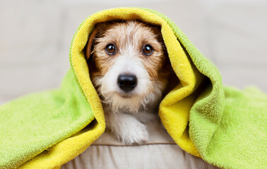 Face of a cute happy dog puppy with towels on her head after bath. Pet care and cleaning, grooming.