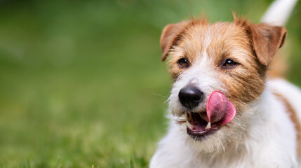 Happy cute hungry jack russell terrier dog licking her mouth in the grass. Pet banner or background.