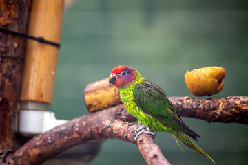 Goldie's Lorikeet (Psitteuteles goldiei) - Vibrant Avian Jewel of Papua New Guinea