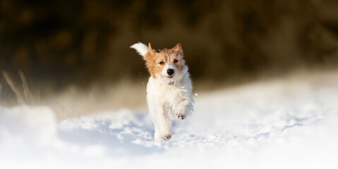 Banner of a playful happy funny pet dog puppy as running, walking in the winter snow