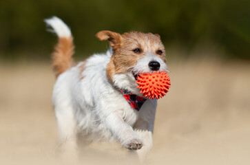 Playful happy jack russell terrier pet dog puppy running, walking in the grass and holding a toy ball in spring