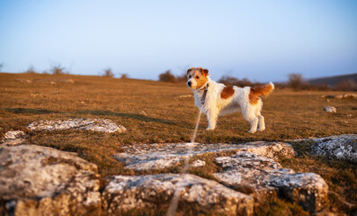 Happy dog standing next to rocks. Travelling, outdoor nature hiking, walking with pet background.