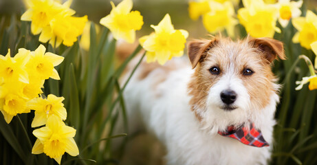 Happy cute pet dog in easter daffodil flowers. Spring forward, springtime banner or background.