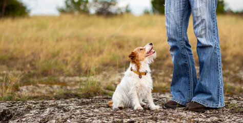 Obedient cute happy dog puppy sitting and looking at her trainer owner. Pet obedience training banner. - 707916058