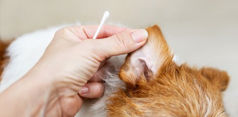 Owner's hand checking and cleaning her healthy dog's ear. Pet care banner.