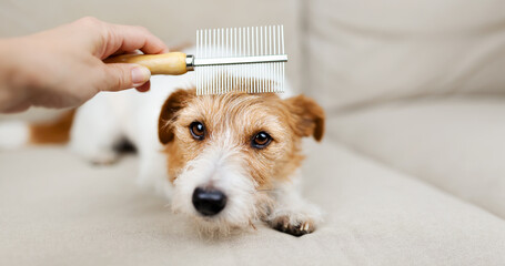 Hand brushing her cute dog's hair with a comb. Pet care.