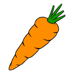 fresh carrot illustration hand drawn colored vector