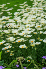 Close-up of the common daisies in the garden. White common daisy in the rural. Rural and nature scene.