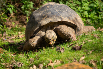 Galapagos Giant Tortoise (Chelonoidis nigra) - Majestic Ancient Mariner