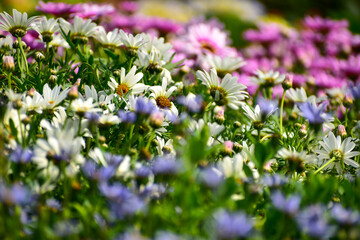 Close-up of the common daisies in the garden. White common daisy in the rural. Rural and nature scene.