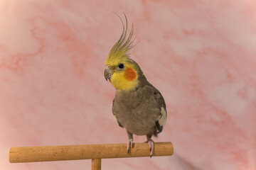 Yellow cockatiel parrot.Cute cockatiel.Home pet parrot.The best cockatiel.Beautiful photo of a bird.Ornithology.Funny parrot.Cockatiel parrot.
Home pet yellow bird.Beautiful feathers.Love for animals