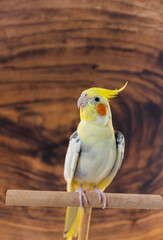 Yellow cockatiel parrot.Cute cockatiel.Home pet parrot.The best cockatiel.Beautiful photo of a bird.Ornithology.Funny parrot.Cockatiel parrot.
Home pet yellow bird.Beautiful feathers.Love for animals