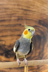 Yellow cockatiel parrot.Cute cockatiel.Home pet parrot.The best cockatiel.Beautiful photo of a bird.Ornithology.Funny parrot.Cockatiel parrot.
Home pet yellow bird.Beautiful feathers.Love for animals