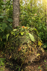 Compost pile from plants in garden on sun in sunlight close up. Bio waste, vegetables fruits scraps. Zero waste concept