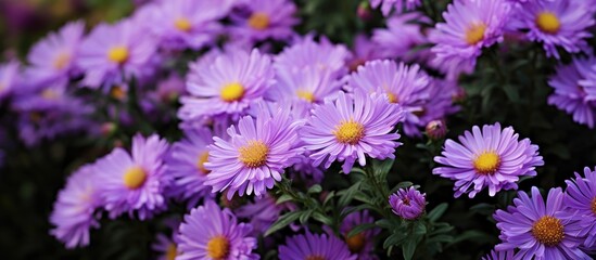 Purple aster flowers photographed in September at Wisley garden in Surrey UK.