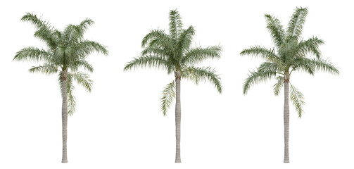 Syagrus romanzoffiana palm tree on transparent background, png plant, 3d render illustration. - obrazy, fototapety, plakaty