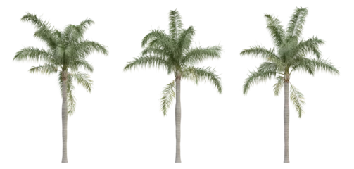 Poster Syagrus romanzoffiana palm tree on transparent background, png plant, 3d render illustration. © Sandy