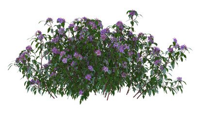 Small green plant with purple flower isolated on transparent background.