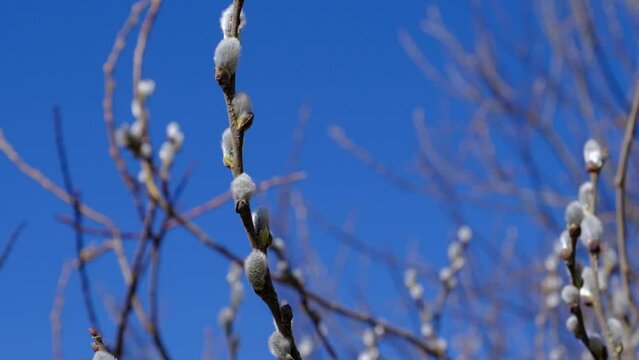Willow buds, fluffy catkin twigs and blue sky, spring video background