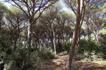 Naklejka premium typical maritime pine forest in Tuscany - nature reserve