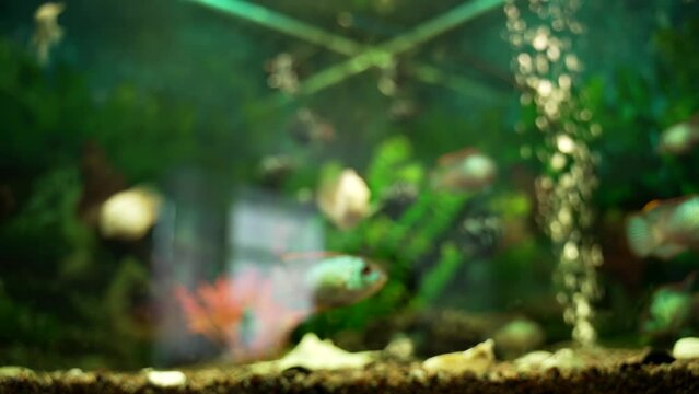 Close-up of beautiful fish in aquarium out of focus. Beautiful freshwater aquarium with green plants and many fish. Beautiful tank landscape.  Luminous shiny ecosystem, vibrant decorative tank 
