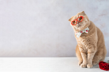 Valentine's cat. Cute funny cat with red heart-shaped glasses sitting on a grey background....