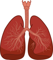 Respiratory System of the Human Lungs. Human Internal Organs. Medicine concept. Vector illustration