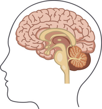 Human Brain Side View. Vector Illustration of the Brain from the Inside. Human Anatomy