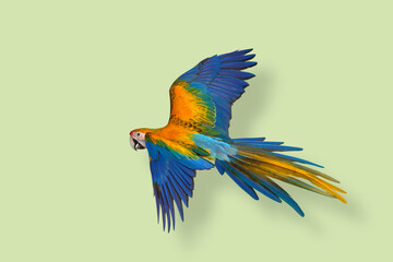Colorful flying Camelot Macaw parrot flying on green background.