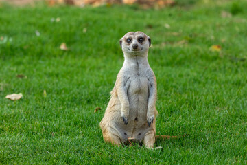 A cute meerkat or suricate (Suricata suricatta) strikes a characteristic pose.
