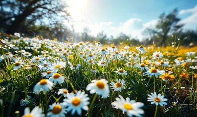 Papier Peint photo autocollant Herbe Sun-kissed, flowering daisy field with a vibrant display of white petals and yellow centers surrounded by lush green grass under a blue sky