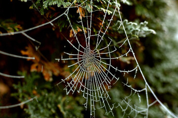 closeup photo of frozen cobweb on a frosty day - 707926620
