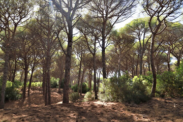 Fototapeta premium typical maritime pine forest in Tuscany - nature reserve
