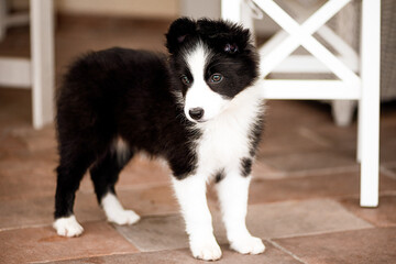 border collie puppy /black and white/ standing and looking to the floor