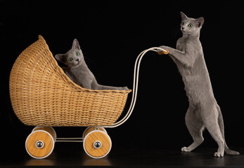 cat with a carriage