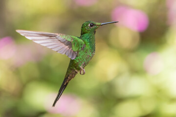 Fototapeta premium Green-crowned brilliant hummingbird (Heliodoxa jacula) in flight, photographed in monteverde cloud forest. Costa Rica. Wildlife.