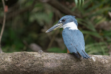 Ringed Kingfisher (Megaceryle torquata) with a crab. Photographed during a boat trip on the Rio Frio Caño Negro. Costa Rica. Wildlife.