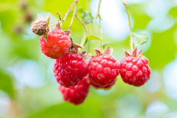 Red ripe raspberries on the branches of a bush in the garden. Organic berry on the farm. A healthy...